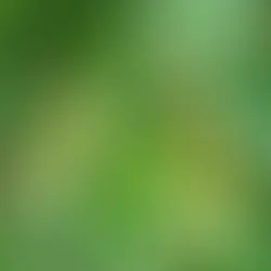 Thảo dược Việt Nam - Rễ Nhàu