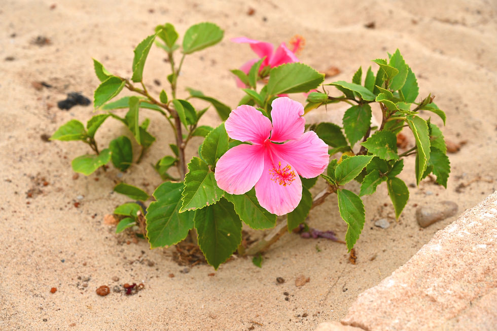 Vila Cristina - Boa Vista