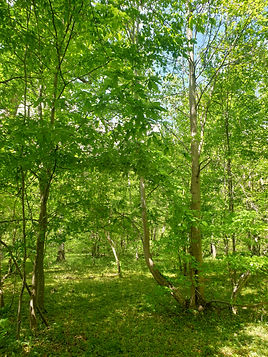 La forêt en été...