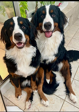 Bogart & Bacall Brynn & Capone 3-17-25.jpg