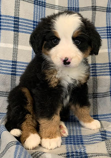 Yellow Girl 7 wks 4-10-26 (11).jpg