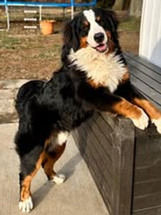 Titus Brynn and Capone 3-2025.jpg