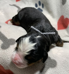 Gray Boy 3 days 2-23-26 (5).jpg