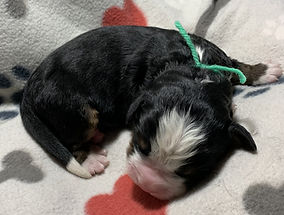 Green Boy 3 days 2-23-26 (5).jpg