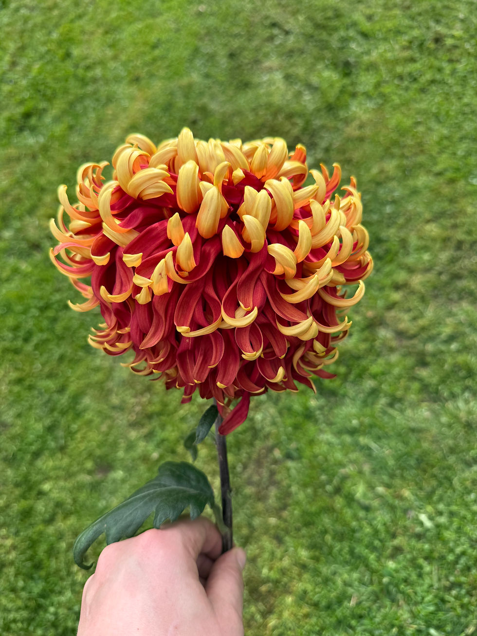 Jane Sharpe Chrysanthemum
