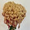 Thumbnail: Kokka Ebino bloom side photo