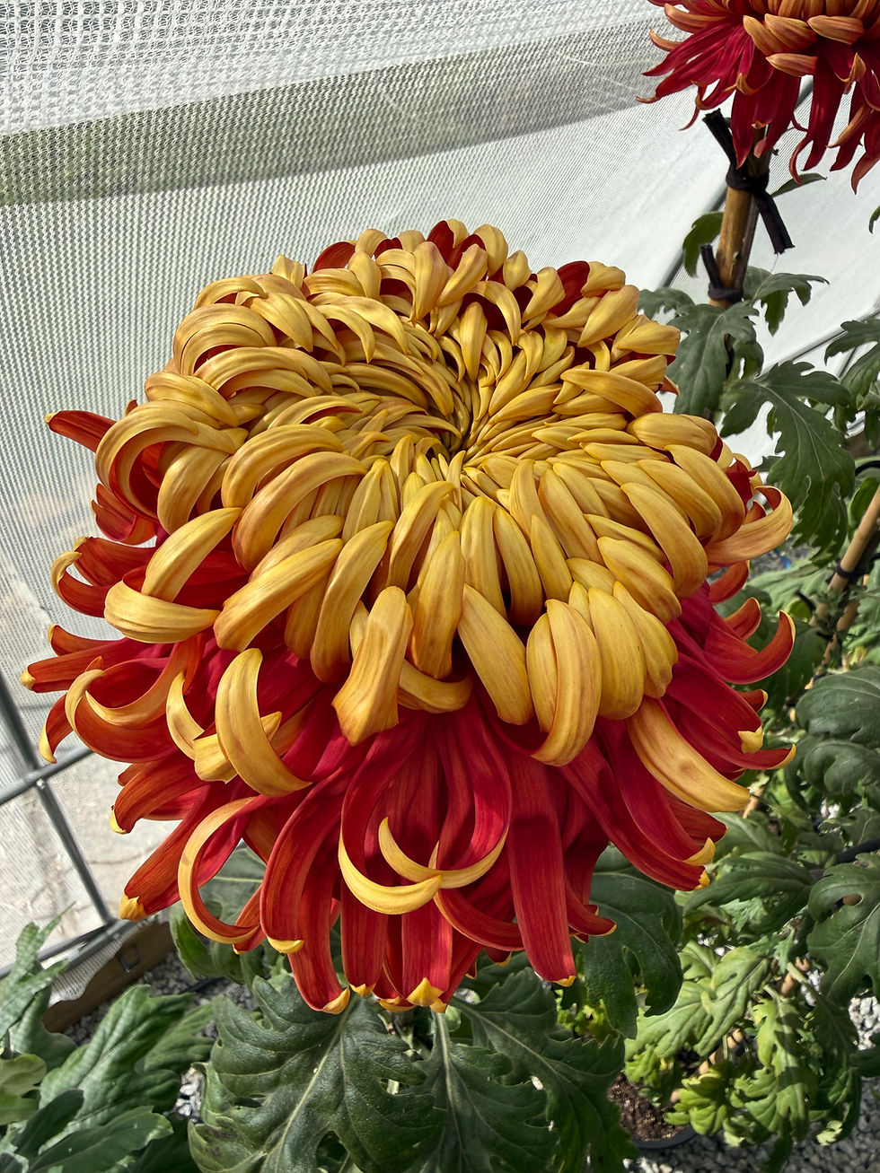 Jane Sharpe Chrysanthemum