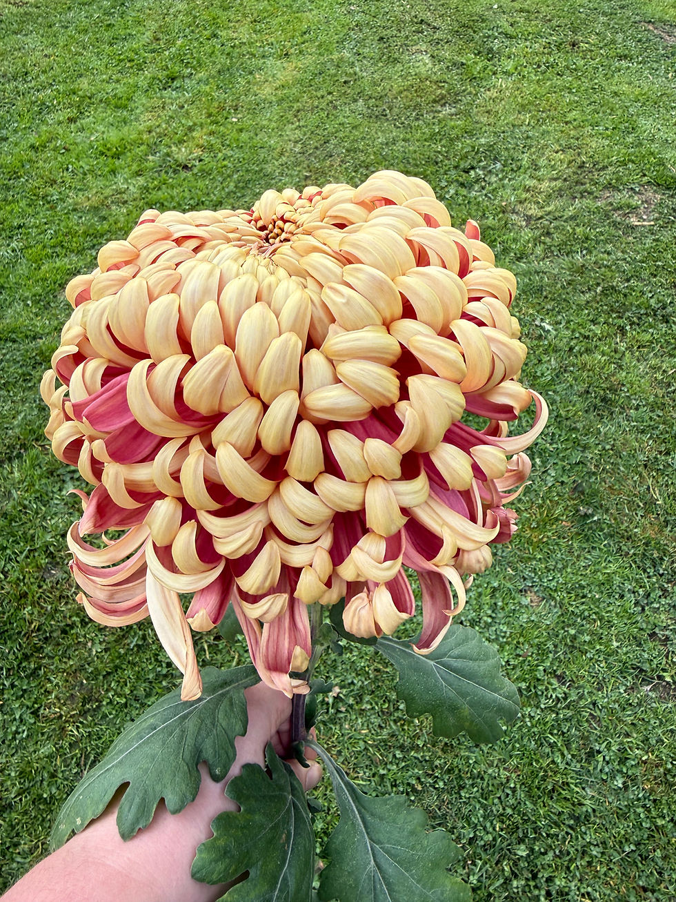 Kokka Ebino Chrysanthemum