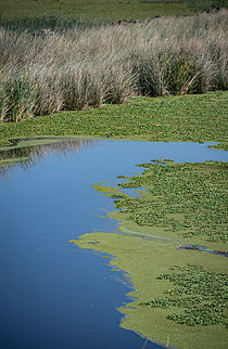 Bay-Delta Lookout Slough