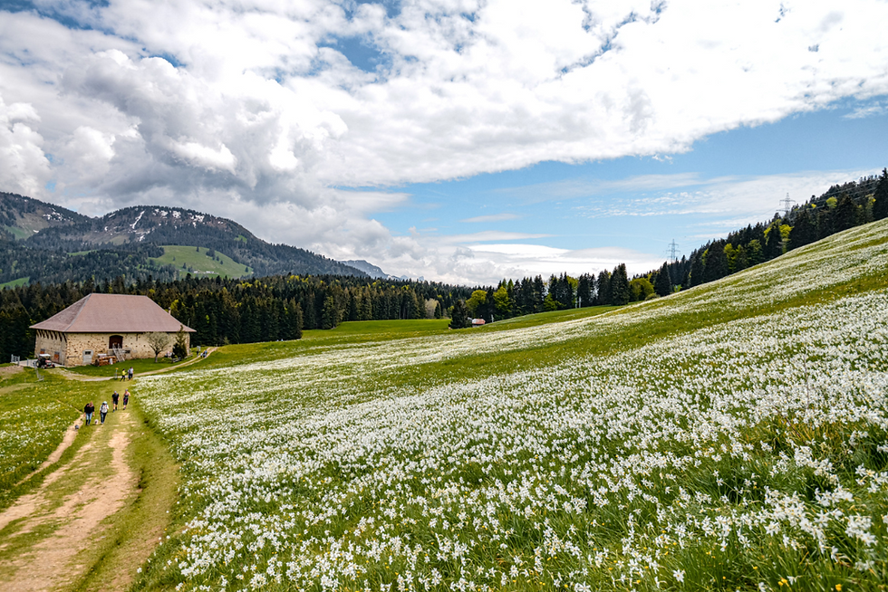 Balade LYVA aux Pléiades
