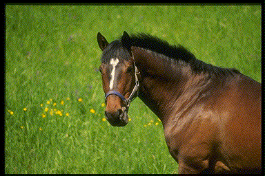 horse.gif
