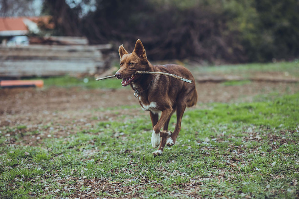Catch me if you can, Maayana photos