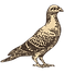 Pigeon
