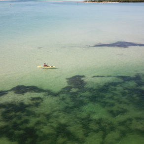 The Benefits of Sea Moss to improve your body naturally