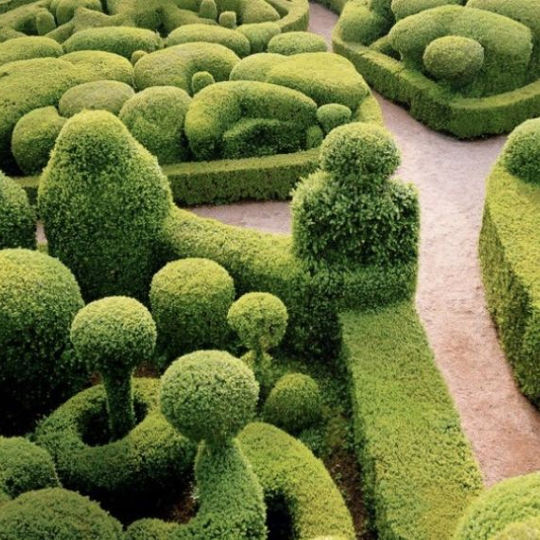 Hedge Garden.jpeg