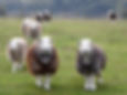 Herdwick