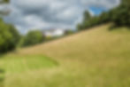 Meadow