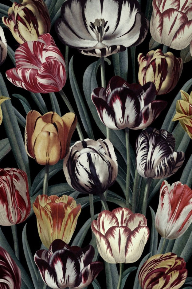 Vliestapete im floralen Stil im englischen Look mit Vintage-Illustrationen von Tulpen, dunkler Untergrund