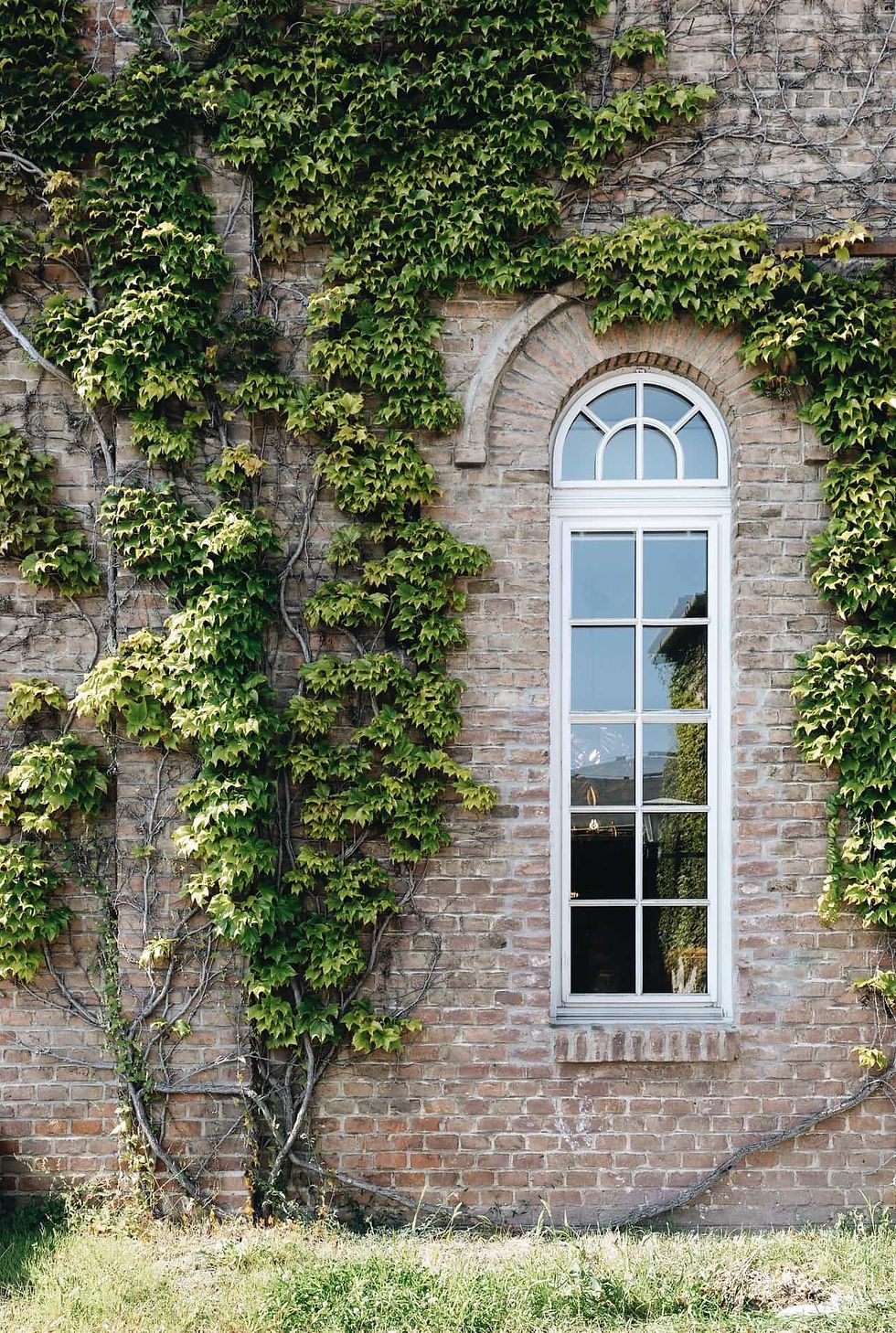 Hohes Fenster des Showrooms von Salu Home in St. Gabriel, Backsteinwand mit Efeu