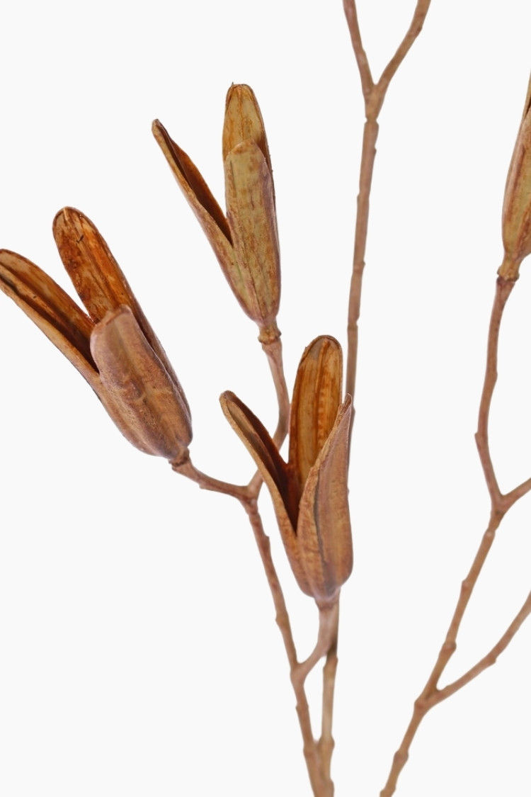 Lebensechter Lilien-Saatzweig in Braun mit braunem Stiel, H 79 cm