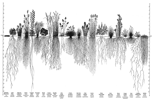 drawing of prairie plant roots.gif