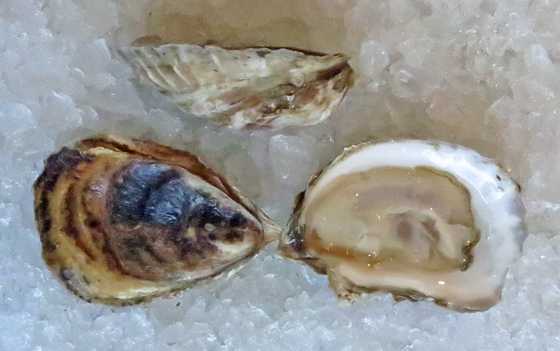 Massachusetts Oysters