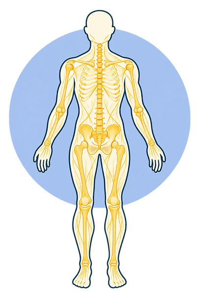 Posterior Anatomical Figure with Blue Halo.png