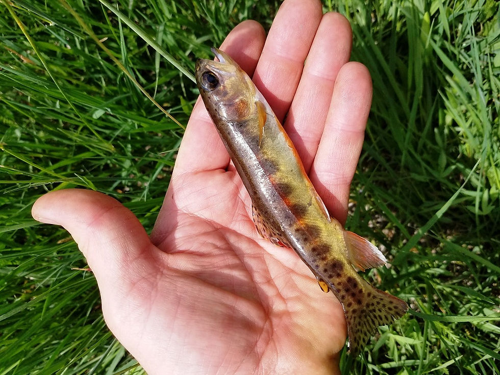 This bright Golden is typical at 8,600 ft altitude, but this year we also caught several 10 to 12 in