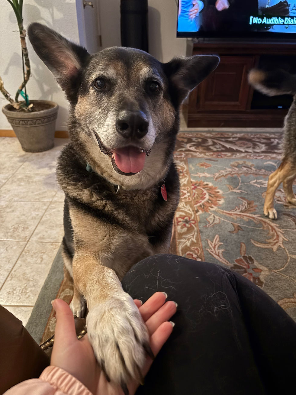 Smiling dog indoors offers paw to a person. Background shows tiled floor, patterned rug, plant, and TV with unreadable text. Cozy mood.