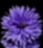 Blume Violett