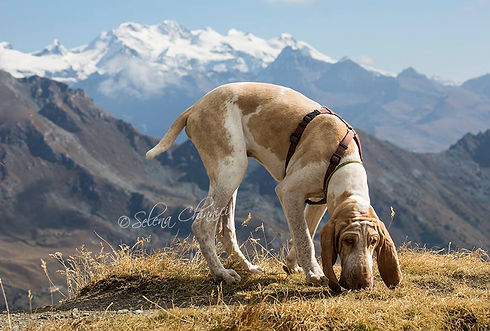 Ricerca Piavotti.jpg