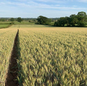 Harvest_6.jpeg