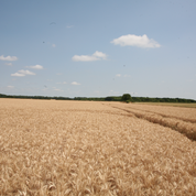 Harvest_5.png