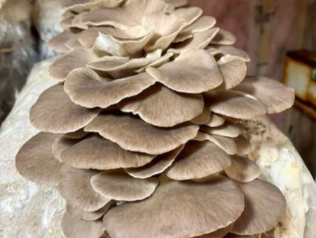 Where the Mushrooms Grow: Meet Two River Mushroom Company