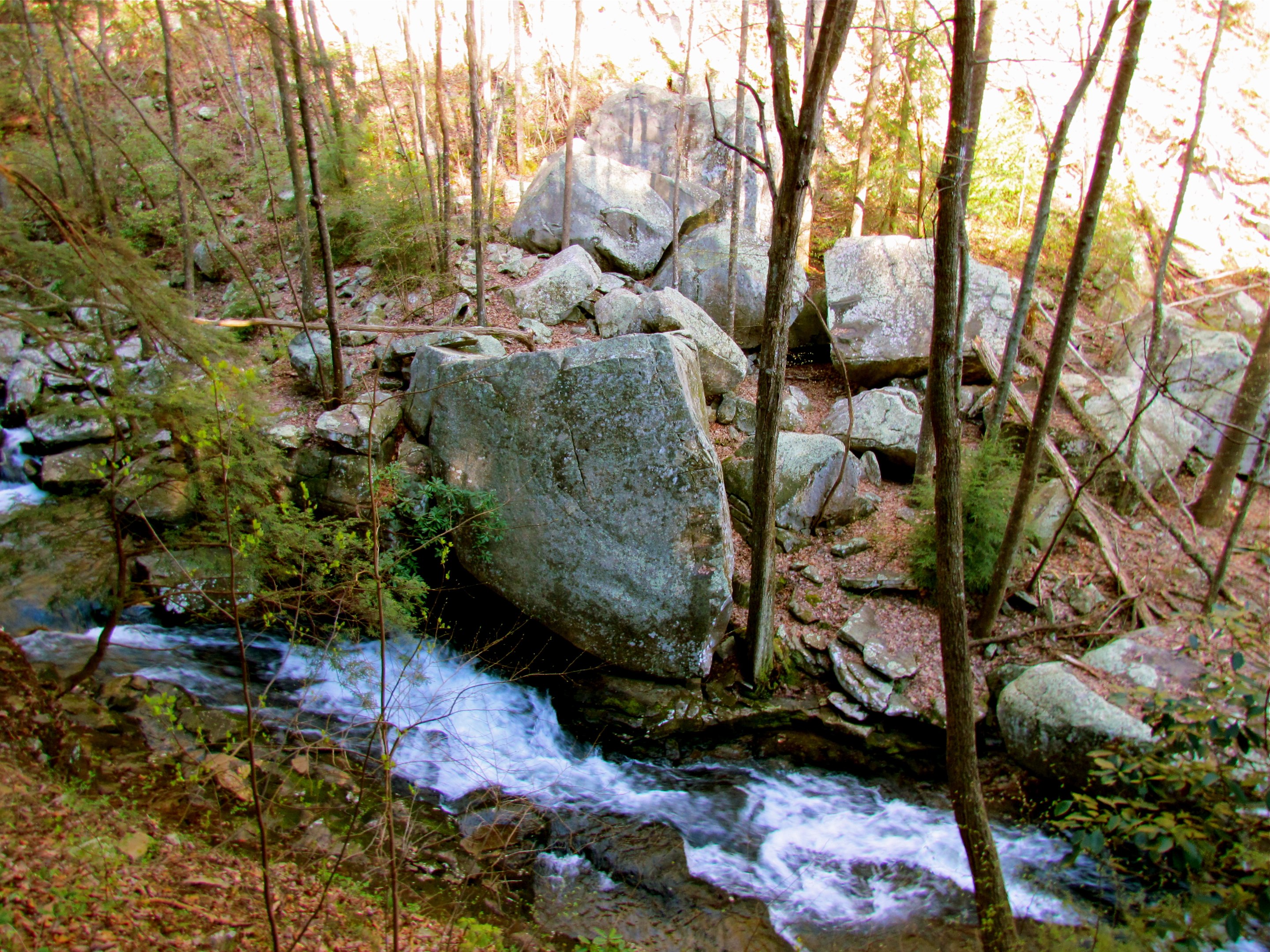 Cloudland Canyon State Park rim trail and woods