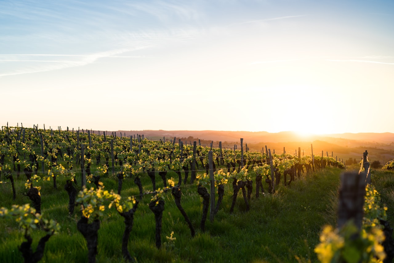 Sunset over vineyard rows in wine country