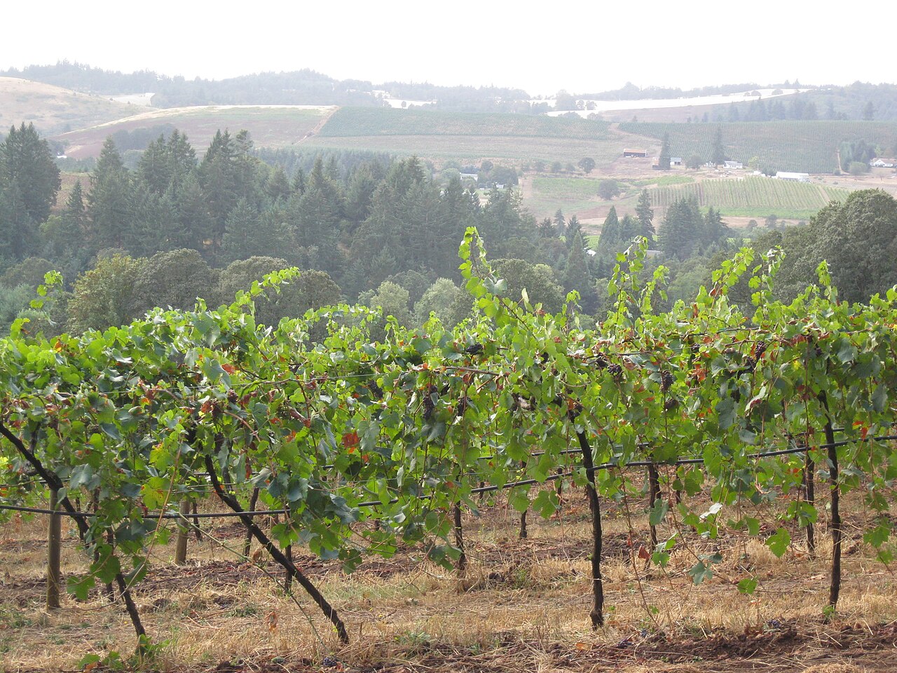 Vineyard at Sunnyside in the Willamette Valley, Oregon.