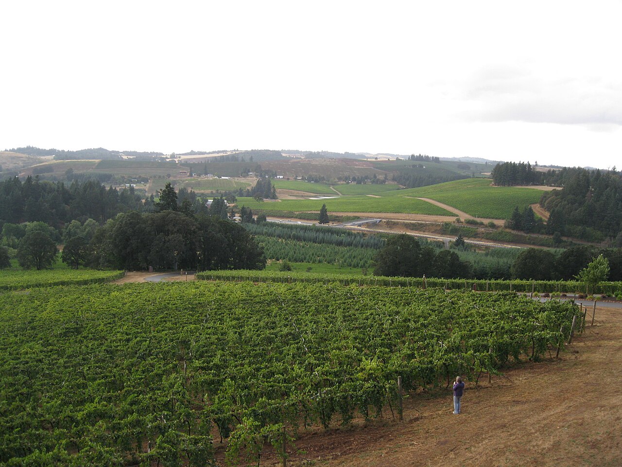 Willamette Valley vineyard slope in Oregon wine country.
