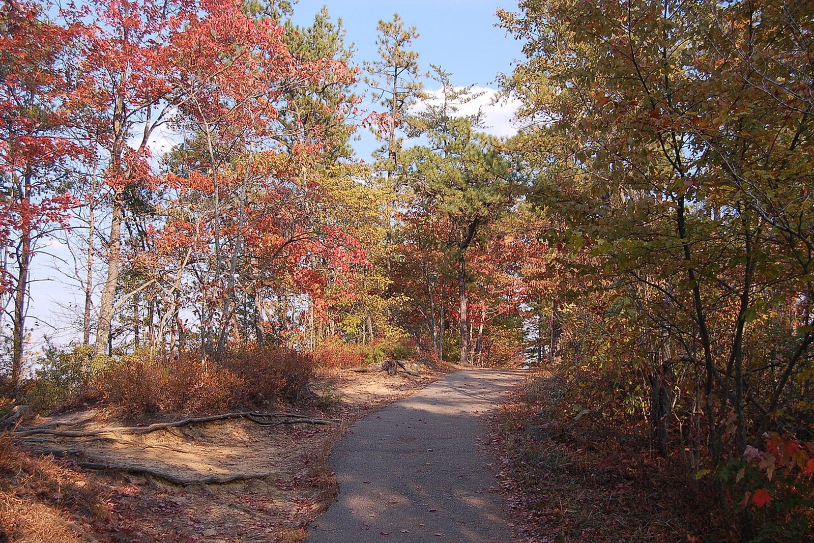Sky Bridge trail in fall in Red River Gorge