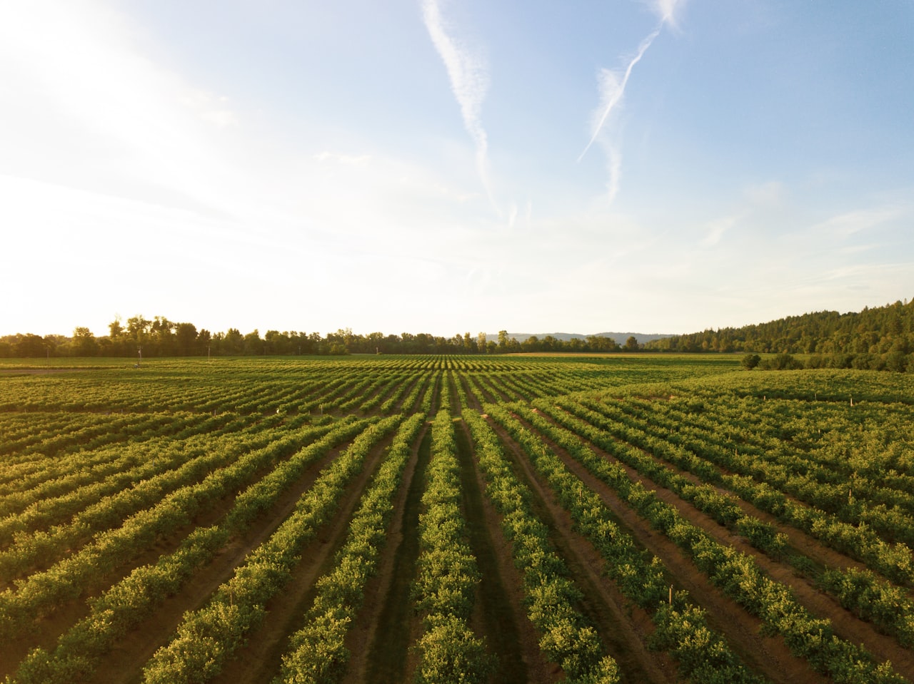 Sun on vineyard rows in California wine country