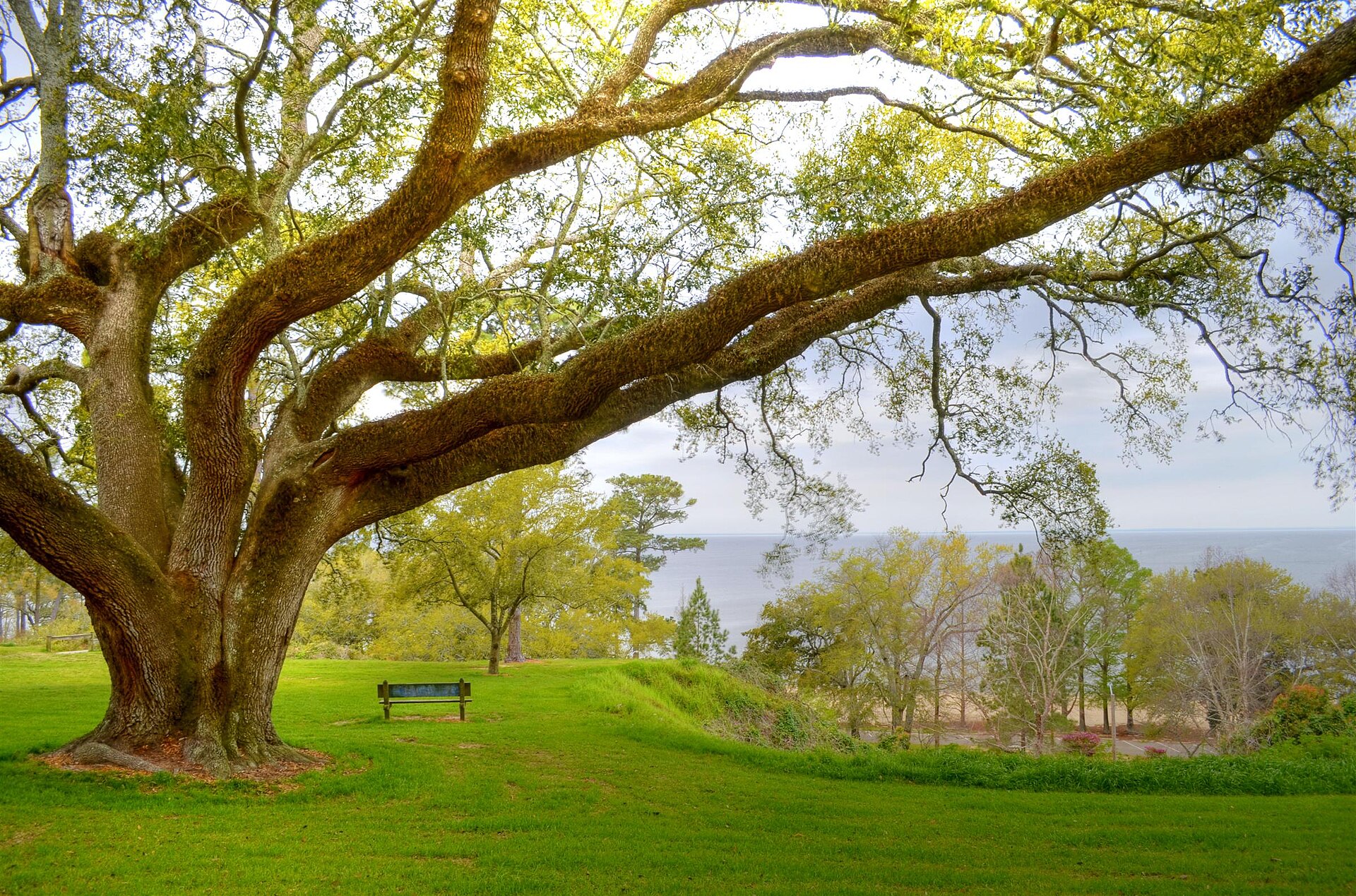 Live oak on a Fairhope bluff overlooking Mobile Bay