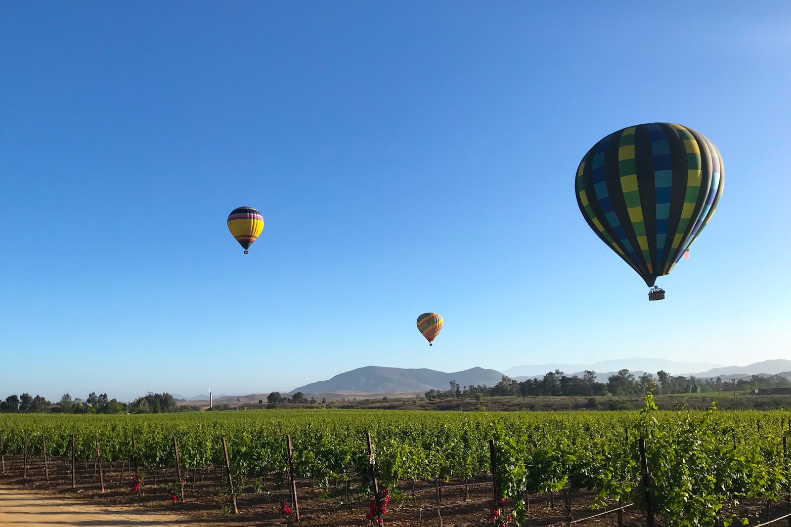 Three balloons over Temecula vineyard rows and valley hills