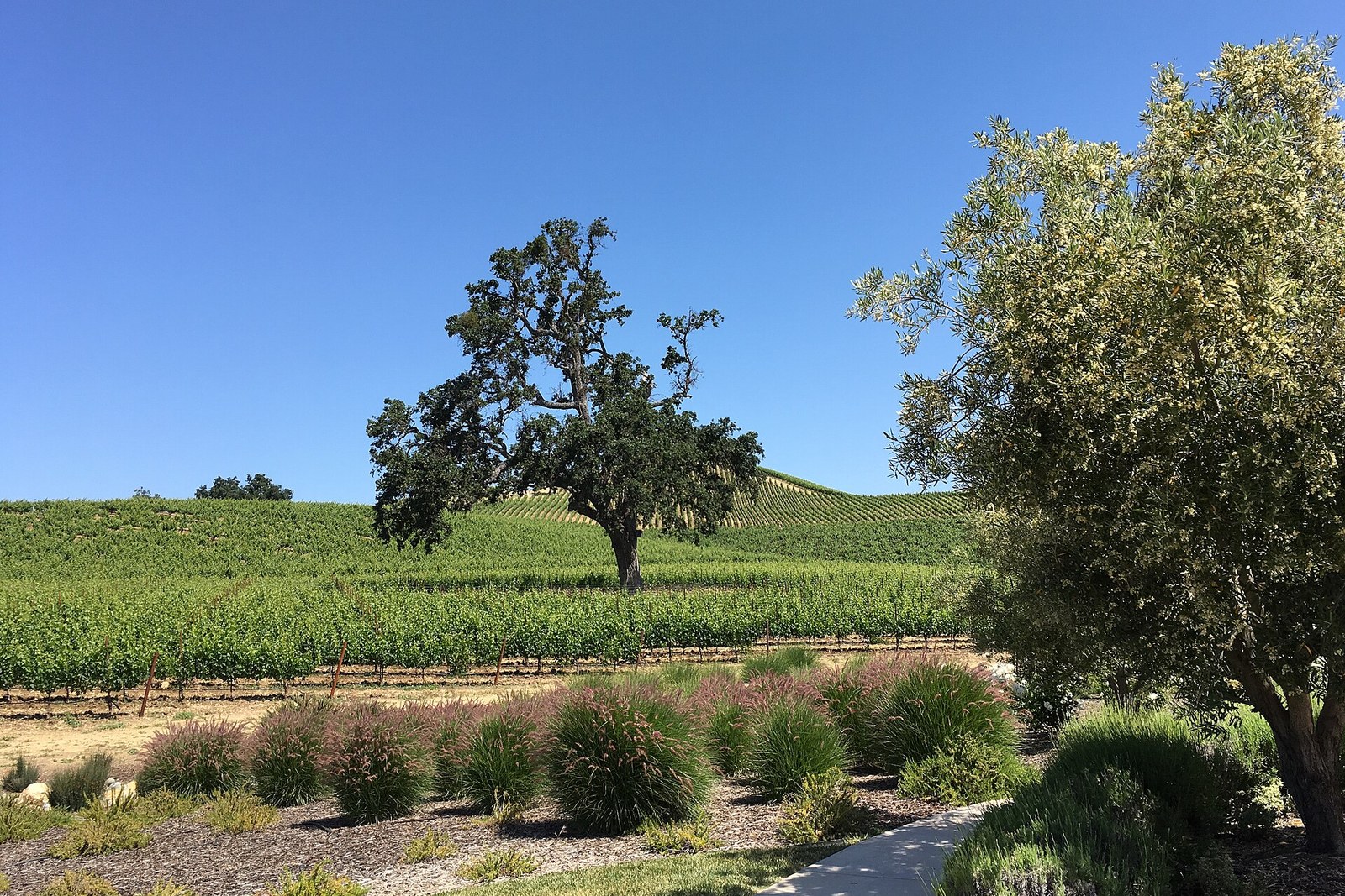 Oak tree in front of Paso Robles vineyard rows