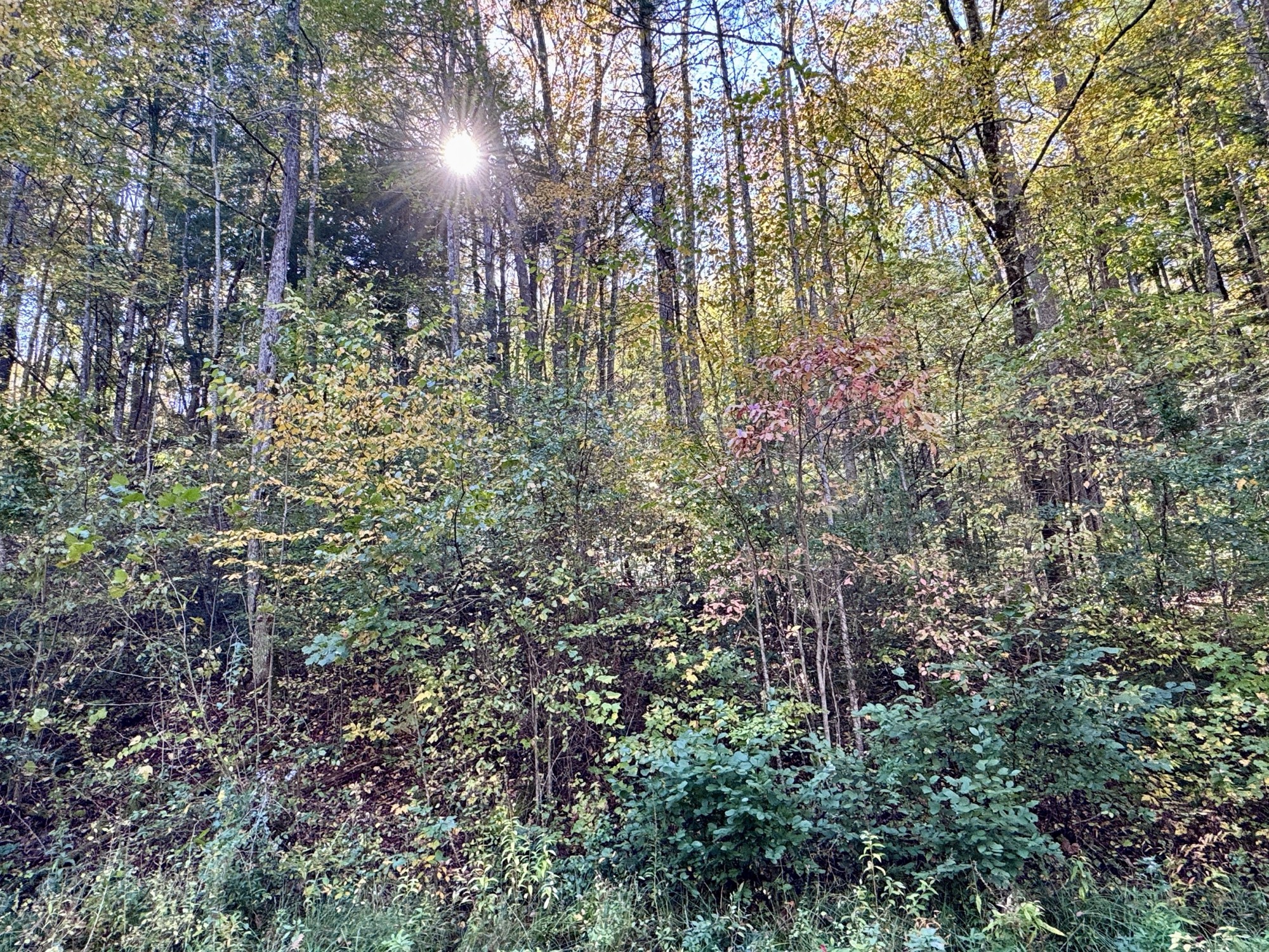Autumn woods along Little River Road on the Quiet Side