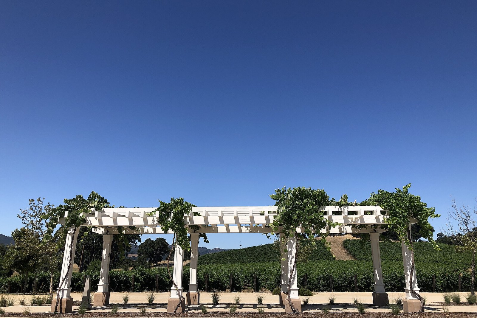 White pergola in front of Paso Robles vineyard rows