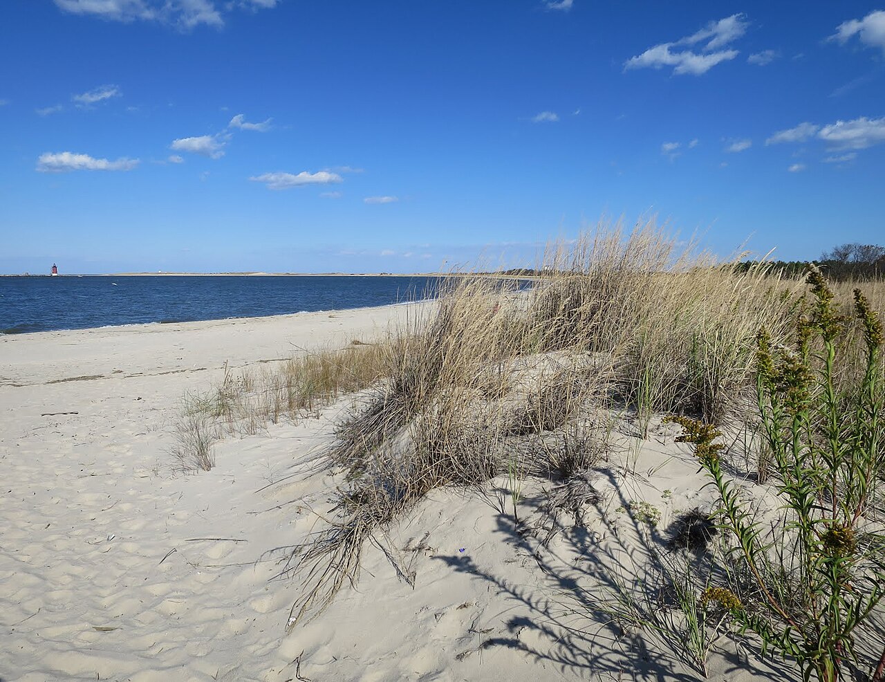 Quiet dune grass and sand at Cape Henlopen State Park