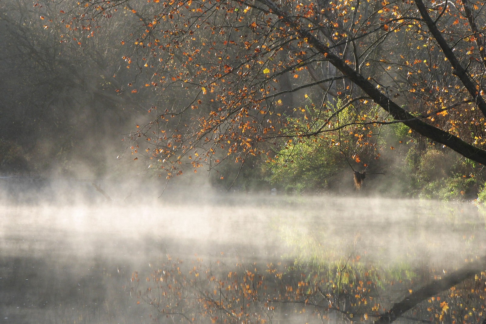 Mist along the canal Towpath in Cuyahoga Valley