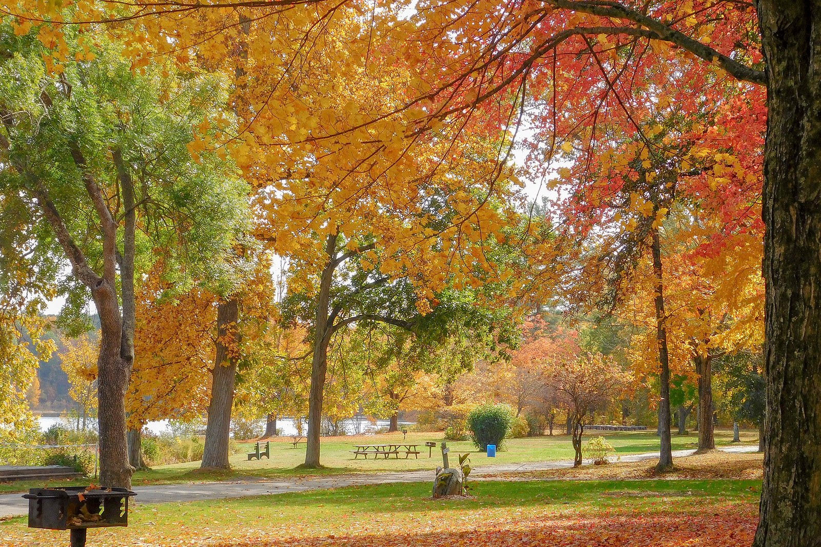 Fall color along the shore at Roseland Park, Woodstock