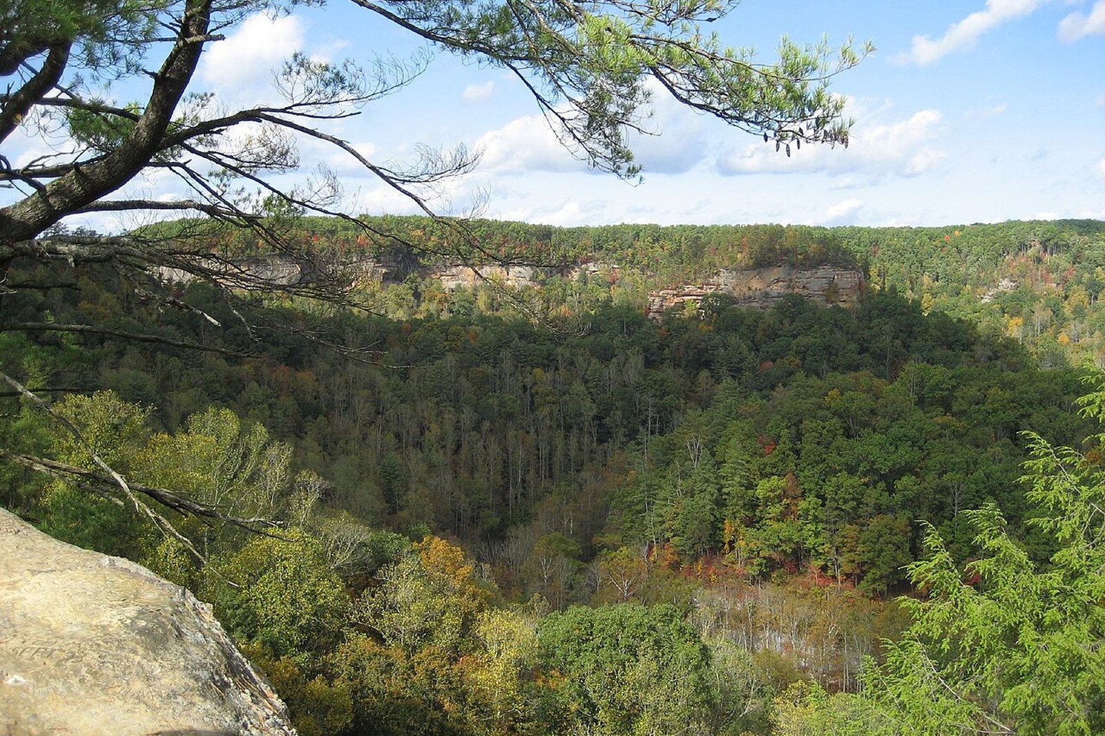 Red River Gorge forest and sandstone