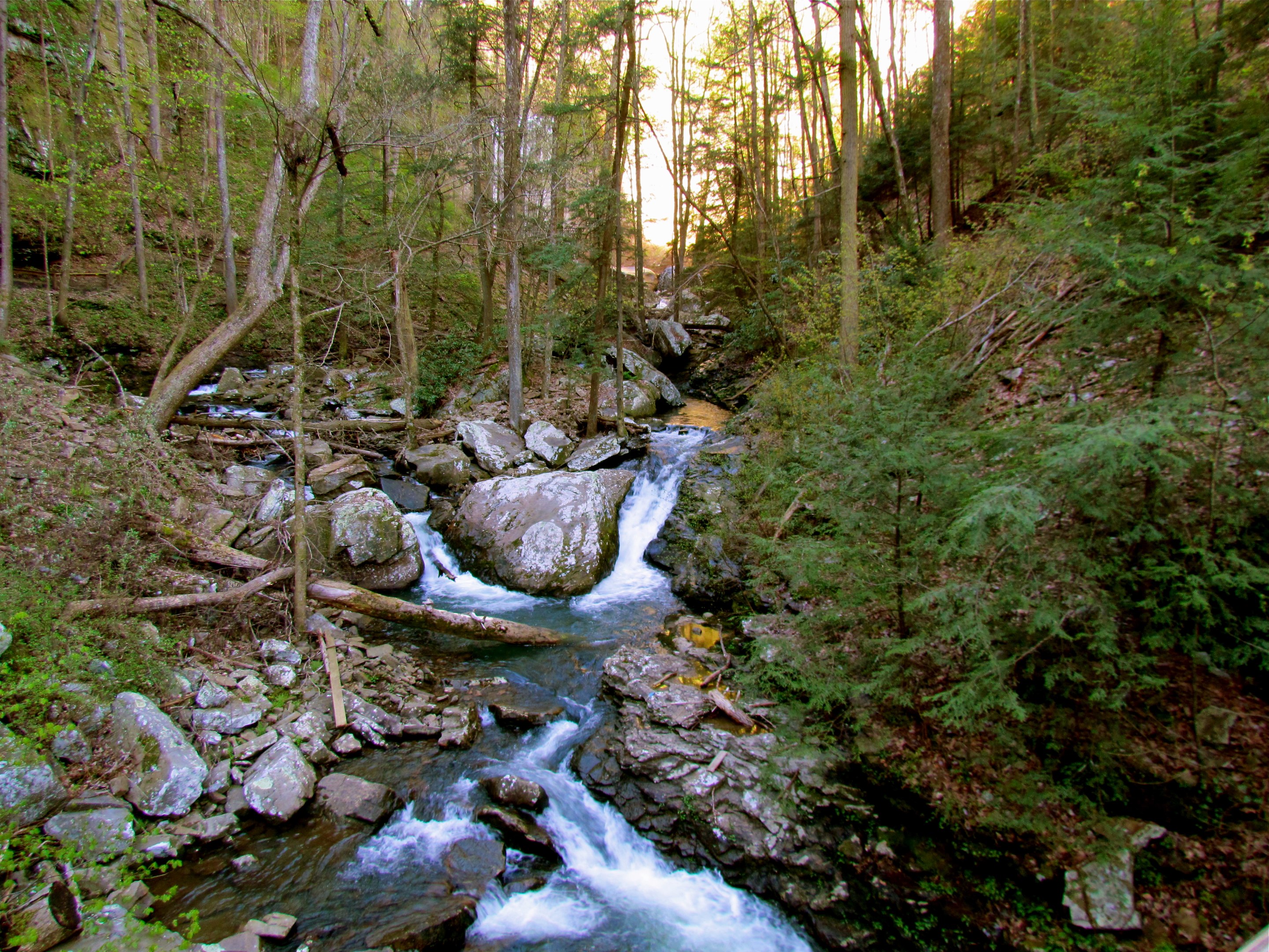 West Rim overlook at Cloudland Canyon State Park